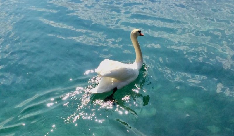 swan_attersee_20180605_prabhata_w1.jpg